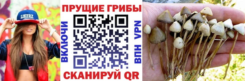 наркота  Красный Сулин  Псилоцибиновые грибы MAGIC MUSHROOMS 